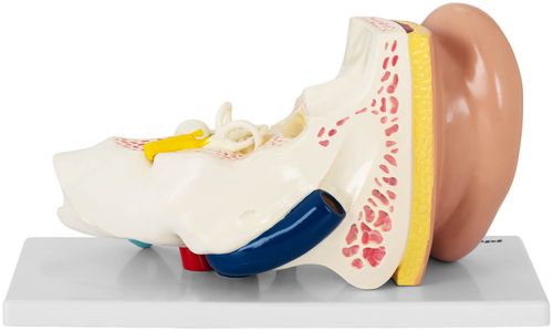 Ucho - model anatomiczny Physa PHY-EM-1 na Arena.pl