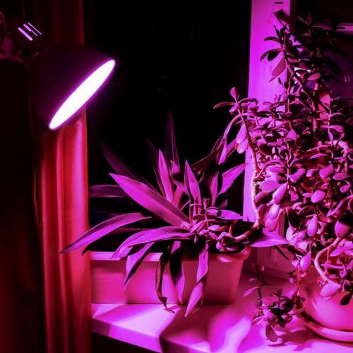 Żarówka do uprawy wzorstu roślin FILA LED 8W E27 VIDEX na Arena.pl