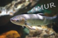 Amur I – magnes