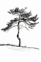 Plakat 68x101cm Samotna Sosna