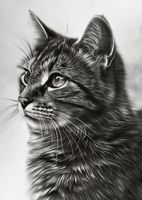 Plakat 64x90cm Kocie Wpatrzenie