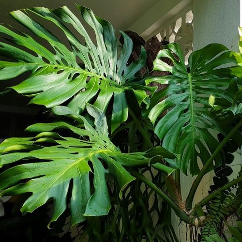 Podłoże MIX - Ziemia - Do Roślin ZIELONYCH PREMIUM Mieszanka Green na Arena.pl