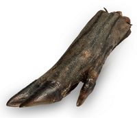 Balto Racica Dzika 1Szt