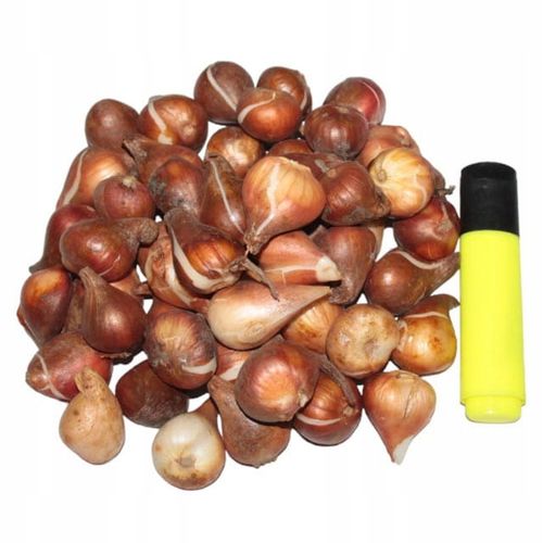 Tulipan polski mix odmian i gatunków 50 szt. 8/9 cebulki tulipanów na Arena.pl