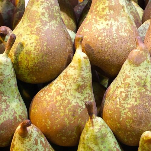 SADZONKI DRZEWKA OWOCOWE GRUSZA KONFERENCJA SŁODKIE PYSZNE OWOCE na Arena.pl