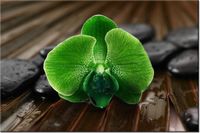 100 70CM OBRAZ PŁÓTNO LIMONKOWY STORCZYK PŁÓTNO RAMA