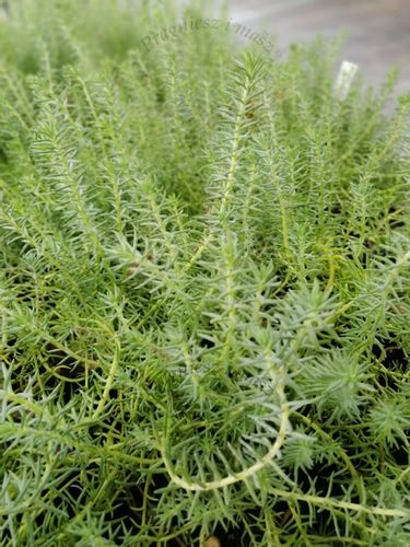 Rozchodnik ościsty na skalniak i murek na Arena.pl