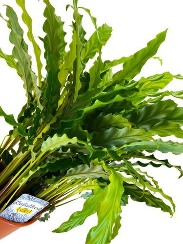 Kalatea Calathea RUFIBARBA BLUE GRASS 60 cm na Arena.pl