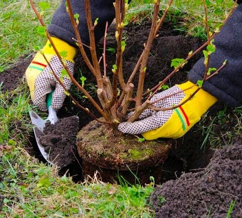 AGREST TRIUMF NA PNIU CZERWONY PLENNY wyjątkowo soczyste i zdrowe na Arena.pl