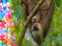 Puzzle tradycyjne Zwierzęta - Leniwiec