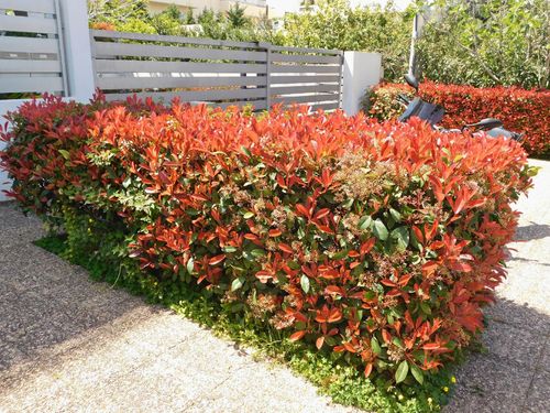 Głogownik Frasera 'Red Robin' (Photinia ×fraseri) Doniczka 2.0L 40- 60cm na Arena.pl