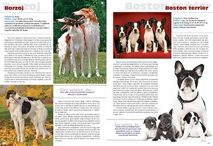 Pies Rasy z całego świata na Arena.pl