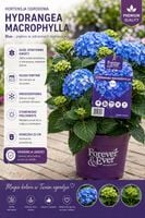Hortensja ogrodowa niebieska Hydrangea macrophylla Forever&Ever Blue