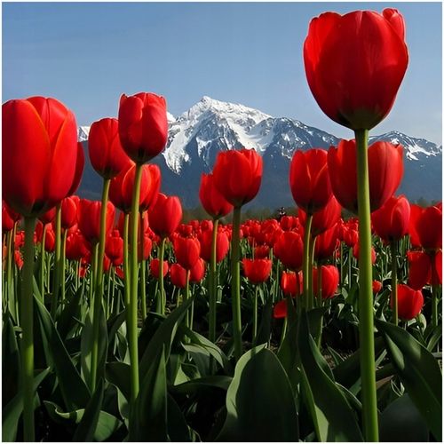 TULIPAN CZERWONY cebulki 50 szt. + GRATIS na Arena.pl