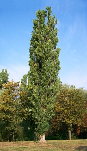 Topola Czarna (Populus Nigra) 80/120cm na Arena.pl