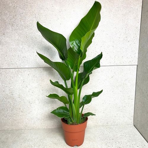 Strelitzia Nicolai Strelicja Biała Rajski Ptak XL na Arena.pl