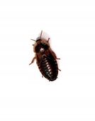 Karaczan argentyński Dubia 2-3 cm 100 szt.