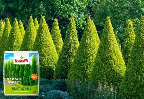 NAWÓZ DO TUJI ŻYWOTNIKÓW TUI THUI WIOSENNY FRUKTOVIT PLUS WYBARWIANIE na Arena.pl