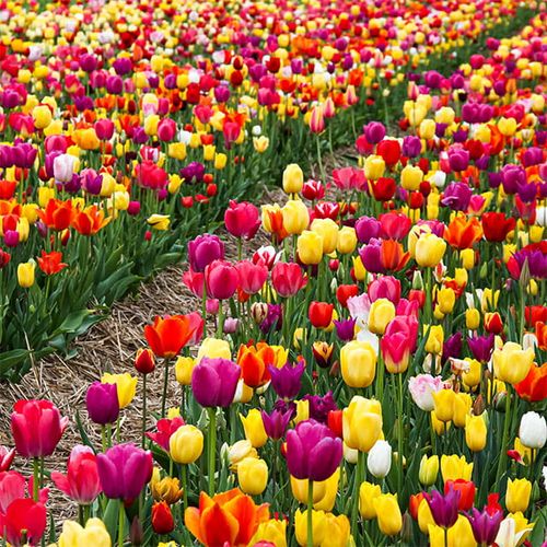 Tulipan polski mix odmian i gatunków 50 szt. 8/9 cebulki tulipanów na Arena.pl
