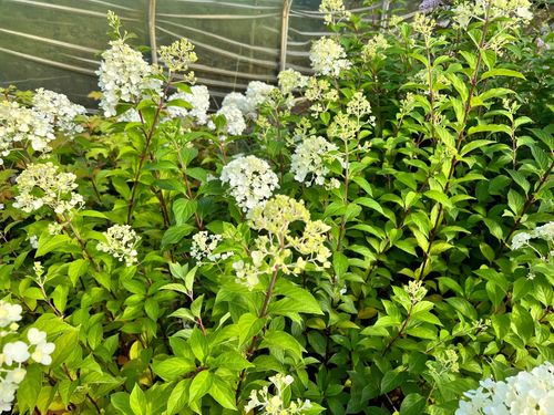 Hortensja bukietowa 'Grandiflora' (Hydrangea paniculata) Doniczka 2.0L na Arena.pl