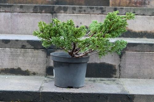 Jałowiec chiński Shimpaku - Juniperus chinensis na Arena.pl