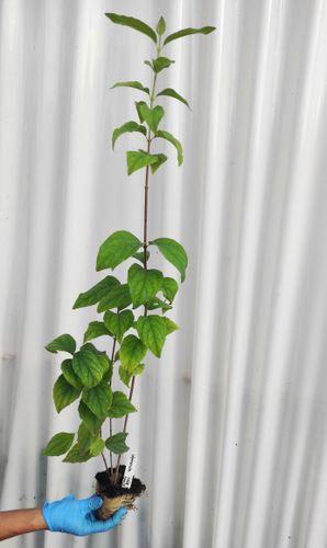 Jaśminowiec BELLE ETOILE 40-60cm Cudny Krzew Kwitnący na Arena.pl