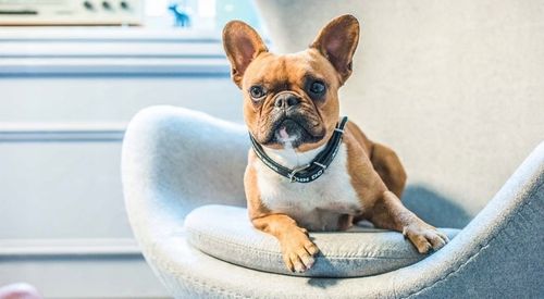 DOLINA NOTECI Premium Karma psa MIX Smaków 24 x 400g na Arena.pl