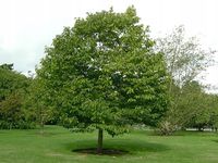 Drzewo Rodzynkowe Howenia słodka leczy kaca 100-120cm C2