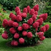 Hortensja Bukietowa Karłowa Petite Cherry 10-30cm Wiśniowa Czerwień