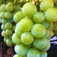 Winorośl 'Noah' (Vitis) w P11, wysokość 70-100 cm