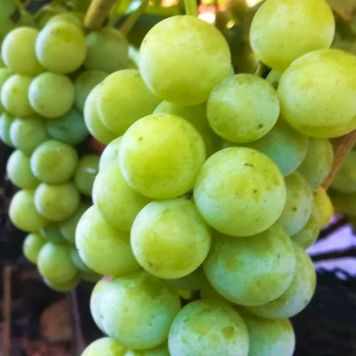 Winorośl 'Noah' (Vitis) w P11, wysokość 70-100 cm na Arena.pl