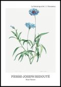 Plakat 70x100cm Design Blue Flower, Redoute Vintage do Salonu