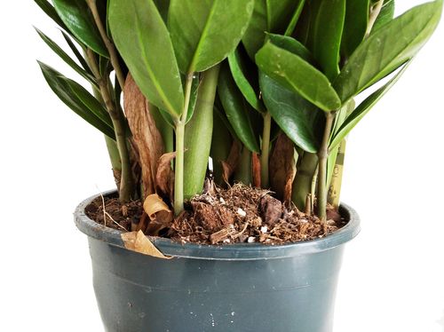 ZAMIOKULKAS (ZAMIOCULCAS) 65cm na Arena.pl