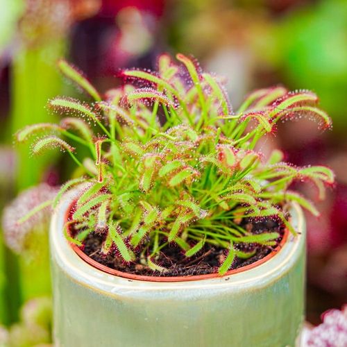 Drosera capensis ROSICZKA PRZYLĄDKOWA na Arena.pl