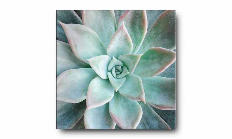 OBRAZ NA PŁÓTNIE 098 Sukulent 70x70cm zdjęcie 2
