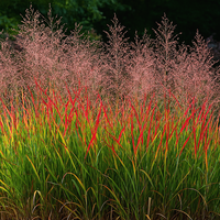 Proso rózgowate 'Rotstrahlbusch' Czerwona Trawa (Panicum virgatum) 2.0L