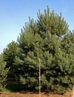 P11 SOSNA POSPOLITA PINUS SYLVESTRIS
