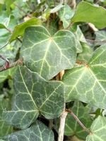 Bluszcz pospolity sadzonka pnącza zimozielonego