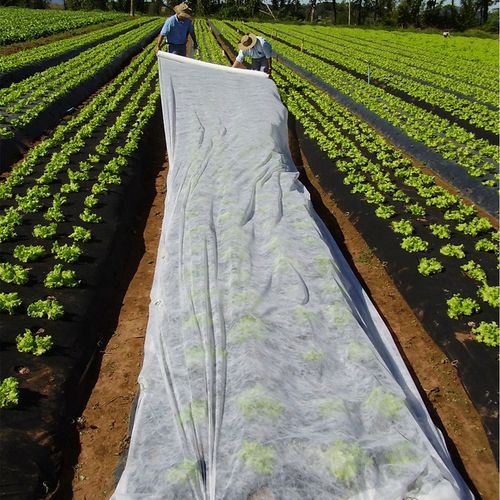 Agrowłóknina biała otulina okryciowa HEVA 1,6x50m 17g wiosenna zimowa UV2% na Arena.pl