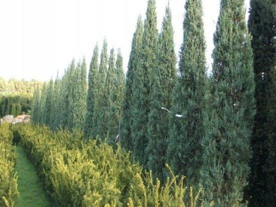 Jałowiec Blue Arrow 40-60cm P9 zdjęcie 4