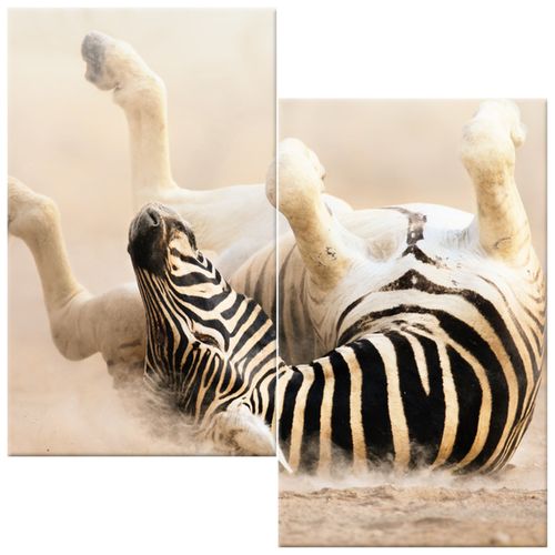 Obraz Płótno 60X60 Zebra na Arena.pl