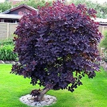 PERUKOWIEC czerwony na pniu oryginał - sadzonki 80 / 100 cm na Arena.pl