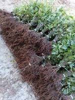 GRAB POSPOLITY sadzonka na żywopłot 20-40 cm 100 sztuk