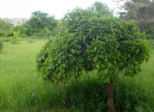 Morwa Czarna Pendula PA 120-140cm na Arena.pl