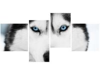 140CM 70 OBRAZ HUSKY SYBERYJSKI ŚCIENNY