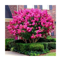 LAGERSTROEMIA bez południa różowa - sadzonki 60 / 80 cm