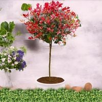 GŁOGOWNIK na pniu RED ROBIN - sadzonki 100 / 120 cm