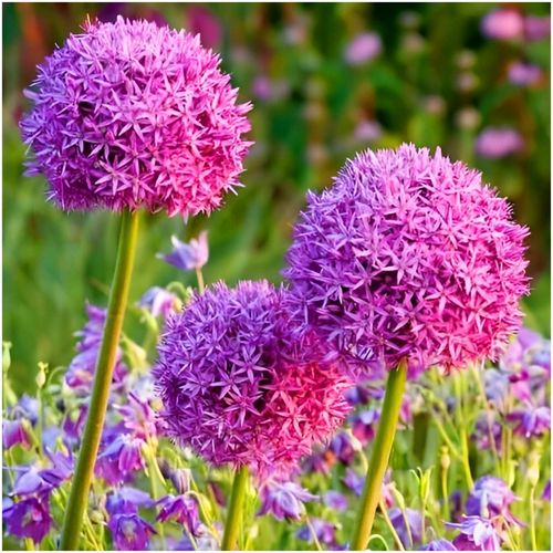 CZOSNEK ozdobny OLBRZYMI cebulki FIOLETOWY GLADIATOR 5 szt. + GRATIS na Arena.pl