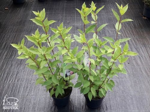 Hortensja bukietowa SKYFALL Frenne Ogromne Białe kwiaty Duże sadzonki 3L na Arena.pl