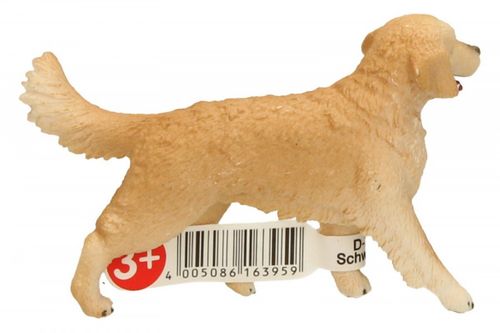 Golden retrieve r, suczka na Arena.pl